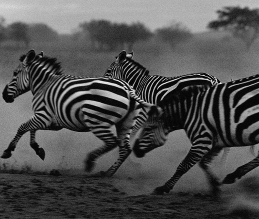 Zebra-Striping: Drink Smarter